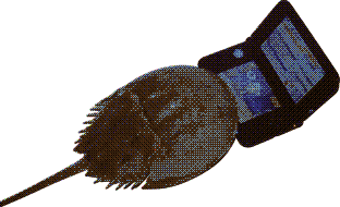 horseshoe crab with DS