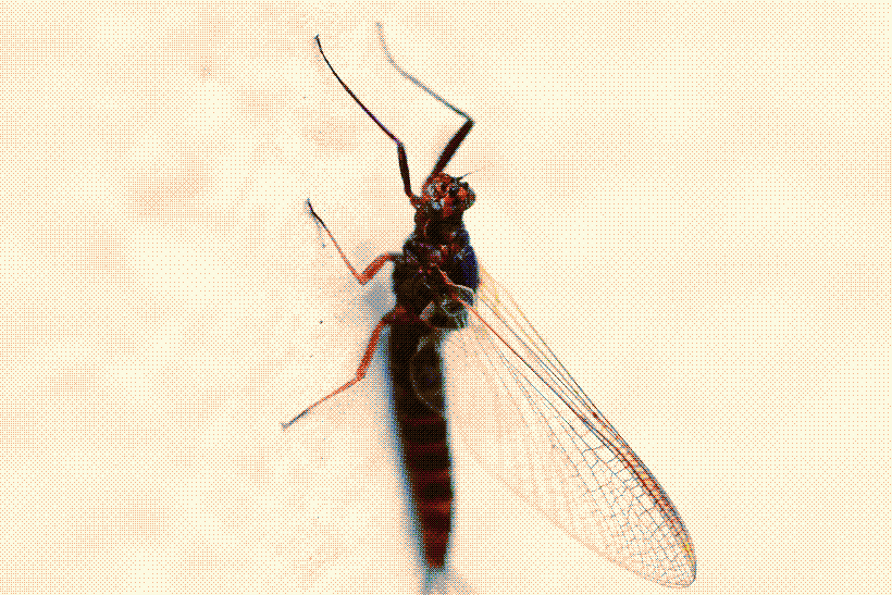 A photograph of a mayfly on a white surface; it is a rich brown and black with delicate lacy wing patterns.