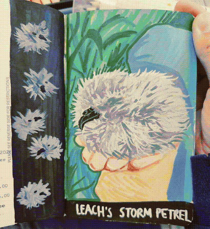 An acrylic marker drawing of a baby Leach's storm petrel held in hand, resembling a clump of dust with a black beak. Along the margins are small cartoony baby petrel fluffs.