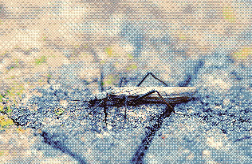 A photograph of a stonefly sitting on a mossy wooden fencepost.