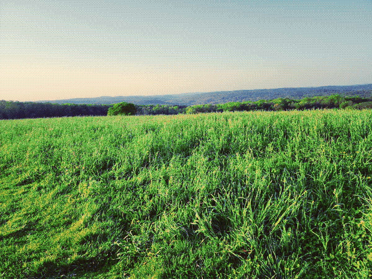 A photograph of a grassy pasture with gentle rolling hills in the distance.