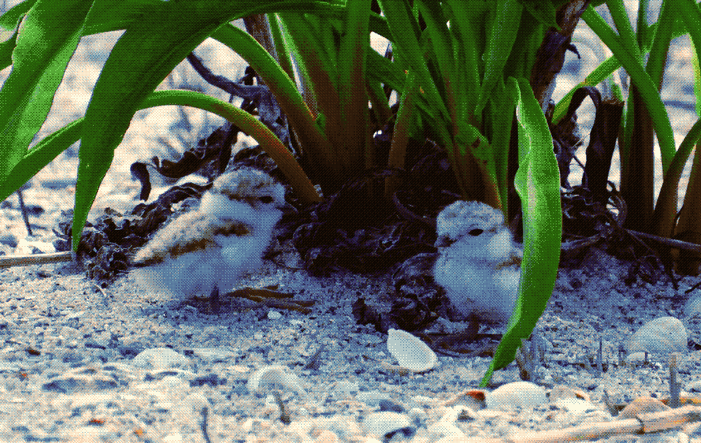 A photograph of 2 piping plover chicks sheltering in the shade of a clump of seaside goldenrod.