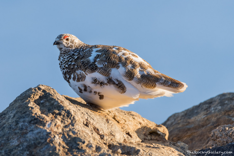 A photograph of a white-tailed ptarmigan transitioning between summer and winter plumage; brown feathres grow in with white.